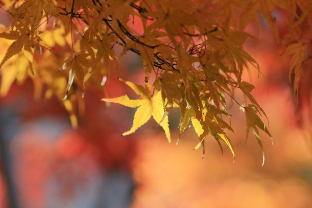 temporada de otoño en el templo de Kyoto
 - Foto, Imagen