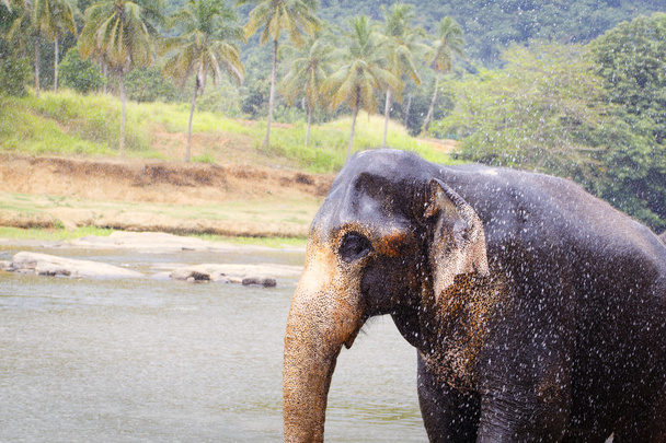Sri lanka słoń - Zdjęcie, obraz