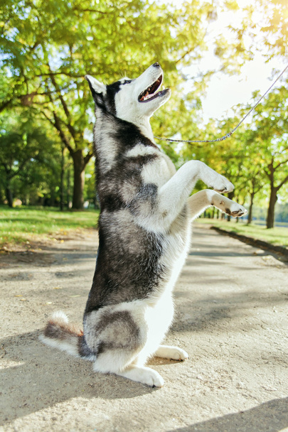 Het grijze husky hond staande op twee benen - Foto, afbeelding