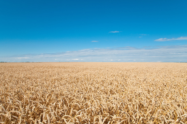 Buğday tarlası ve mavi gökyüzü  - Fotoğraf, Görsel