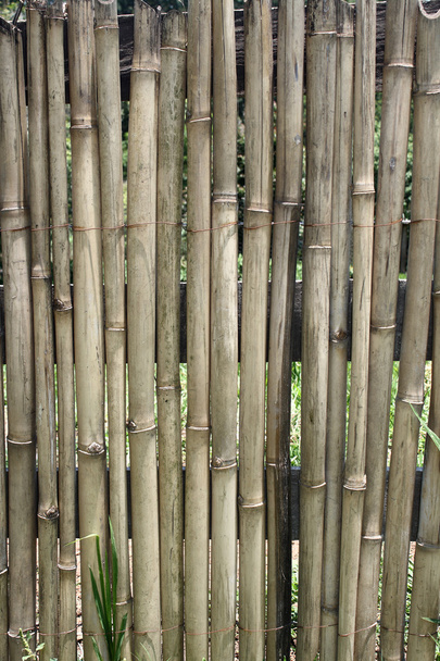 Valla de bambú
 - Foto, Imagen