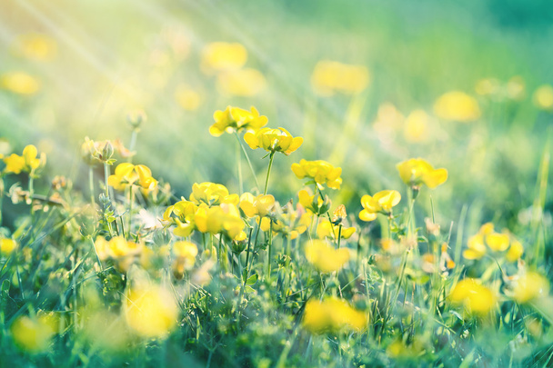 Flowering meadow - buttercup flower - Photo, Image
