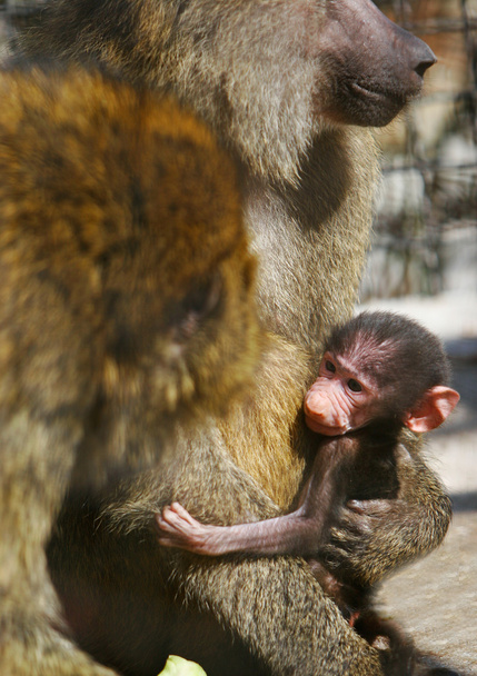 baboon family with baby - Photo, Image