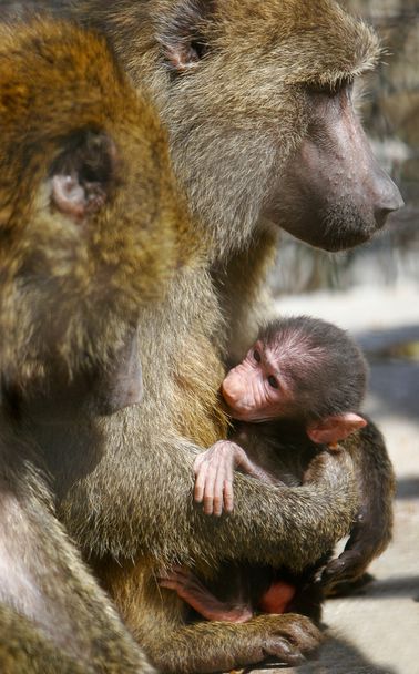 pávián majom a baba etetése - Fotó, kép