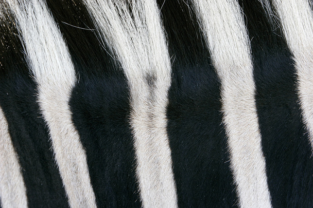 close up of zebra skin - Photo, Image