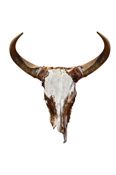 Cráneo de ganado
 - Foto, imagen