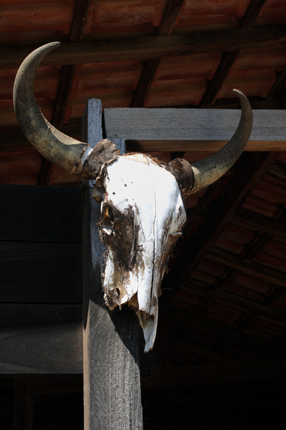 Hung cattle skull - Photo, Image