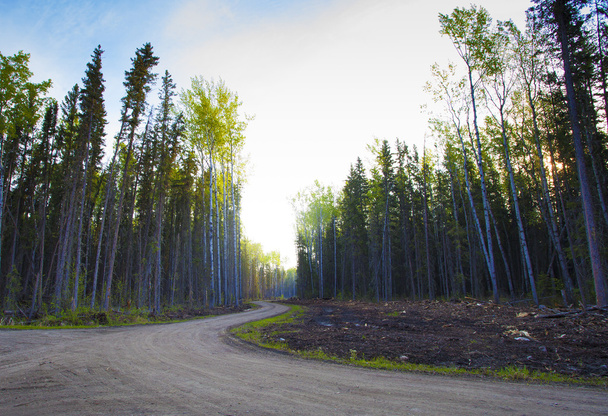 Forest dawn on a road - Фото, изображение