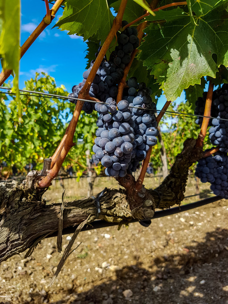 красный виноград в винограднике - Фото, изображение
