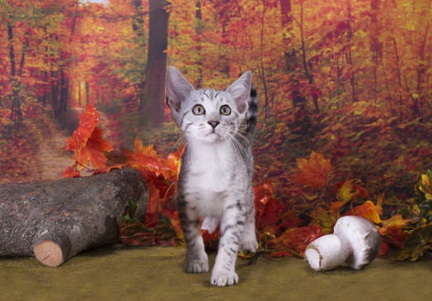 little kitten playing in the autumn forest - Photo, Image