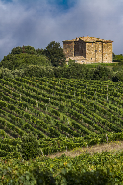Vignoble près de Montalcino dans la campagne toscane
 - Photo, image