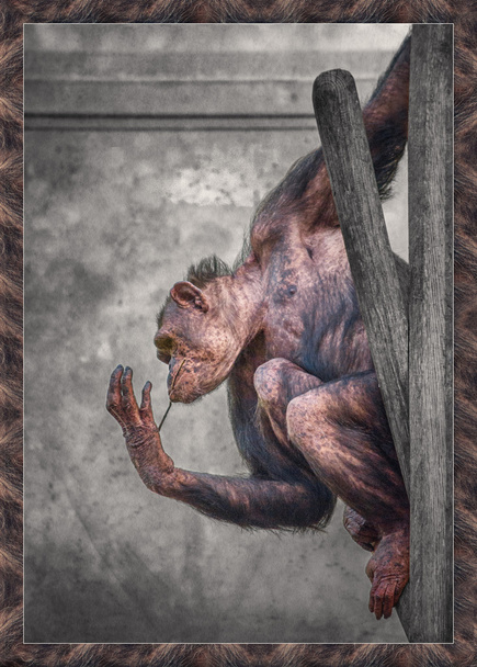 Monkey hanging around - Photo, Image