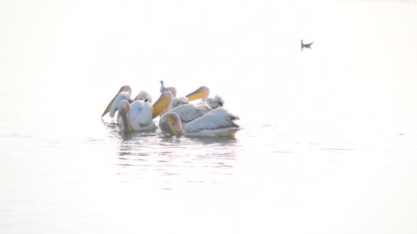 Grote witte pelikanen zwemmen in meer bij dageraad - Video