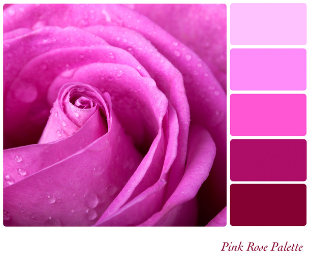 roze roos palet - Foto, afbeelding