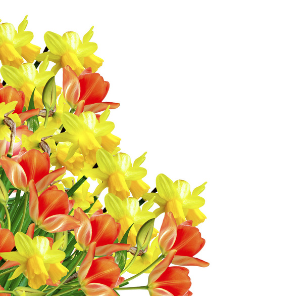 Oddział Lilie kwiatów doliny, na białym tle na biały bac - Zdjęcie, obraz