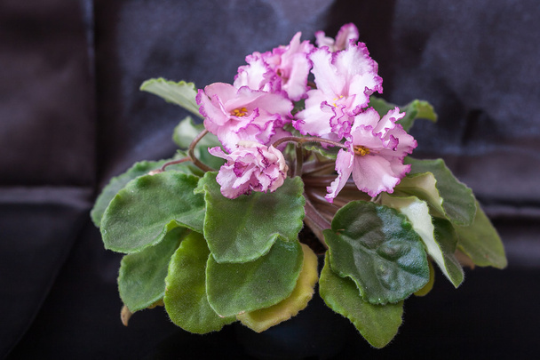 Saintpaulia variedades JAN-Minuet Puminova con hermosas flores de color rosa blanco
. - Foto, imagen