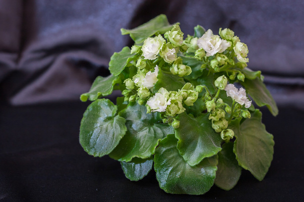 Saintpaulia variétés Irish Flirt S.Sorano avec de belles fleurs blanches
. - Photo, image