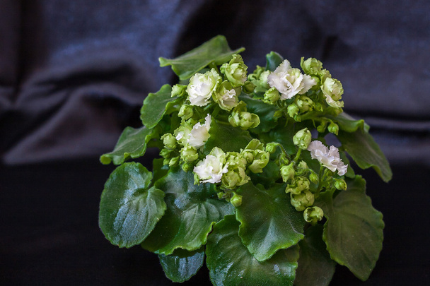 Saintpaulia rassen Ierse Flirt S.Sorano met mooie witte bloemen. - Foto, afbeelding