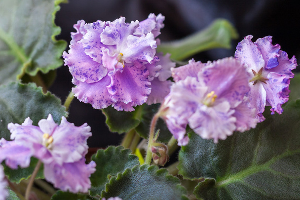 Saintpaulia varieties AE-Amur Elite Arkhipov with beautiful white violet flowers. Close-up. - Photo, Image