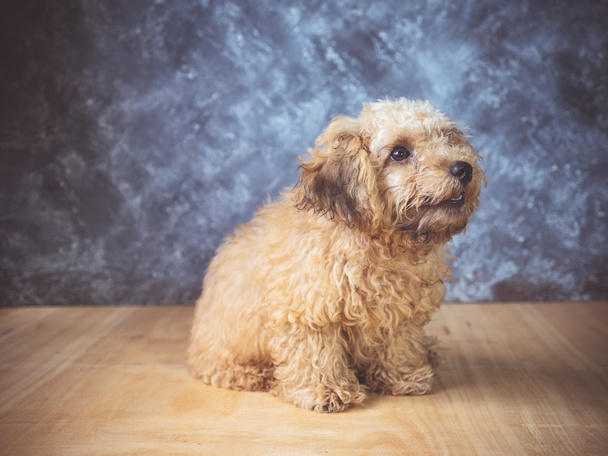 Small  poodle puppy on  grunge background. - Photo, Image