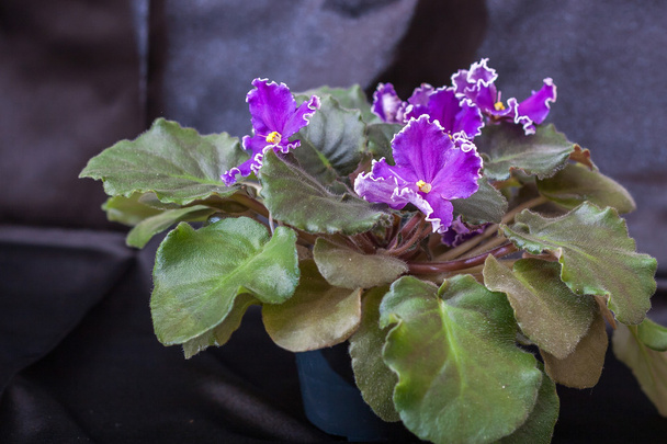 Saintpaulia variétés EC-Orages souffle Korshunova avec de belles fleurs violettes
. - Photo, image