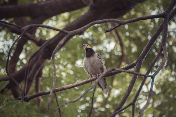 Vogel (Black-collared Spreeuw, Sturnus nigricollis) op een boom - Foto, afbeelding