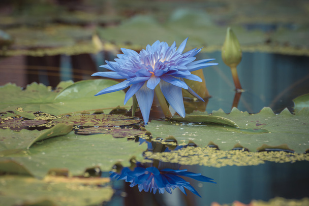 Lotus flower purple color - Photo, Image