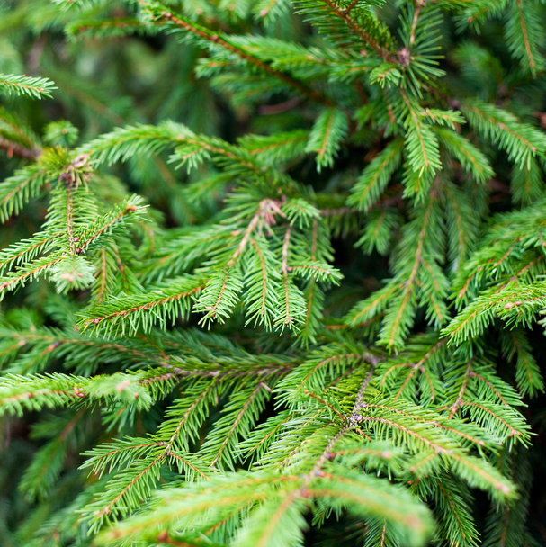 Helder groene stekelige takken van een pelsboom of dennenboom - Foto, afbeelding