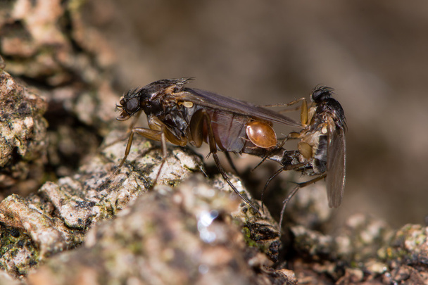 Ζευγάρωμα μύγες Εμφάνιση λεπτομερειών εκτεθειμένα γεννητικά όργανα - Φωτογραφία, εικόνα