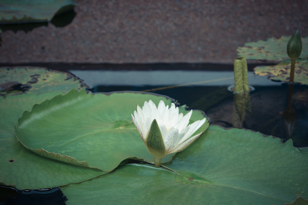 Lotus çiçeği beyaz renk - Fotoğraf, Görsel
