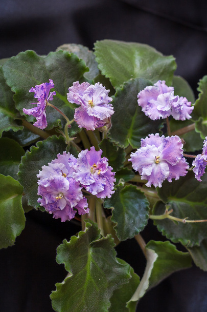 Saintpaulia variétés AE-Amur Elite Arkhipov avec de belles fleurs violettes blanches. Fond noir
. - Photo, image