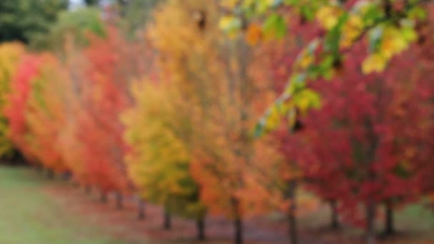 Autumn fall colors leaves from blurred bokeh into clear focused maple trees 1080p - Footage, Video