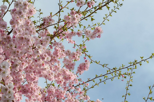 Ciliegia fiorita giapponese
 - Foto, immagini