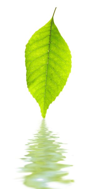 green leaf and its reflection over white - Foto, Bild