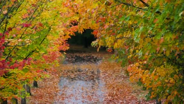 Цветные осенние листья высоких кленовых деревьев выстроились вдоль улицы в парке, увеличив масштаб 1080p
 - Кадры, видео