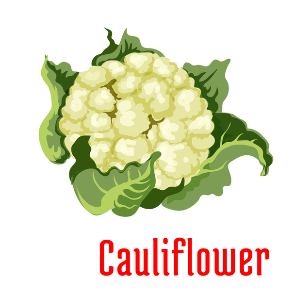 ícone de planta vegetal de couve-flor
 - Vetor, Imagem