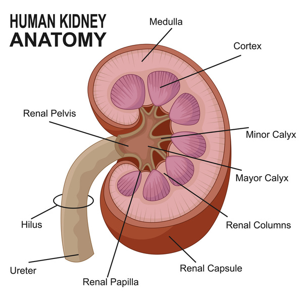 人間の腎臓の解剖学漫画 - ベクター画像