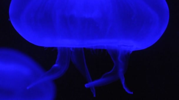 Video of a blue jellyfish - Metraje, vídeo