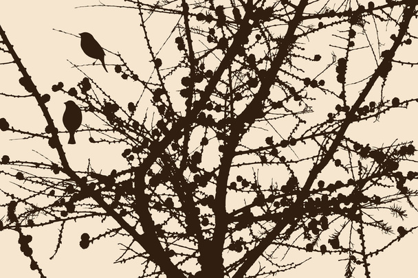  silhueta dos ramos de pinheiro
 - Vetor, Imagem