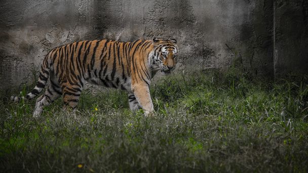 Tiger advances warily in the meadow - Фото, зображення