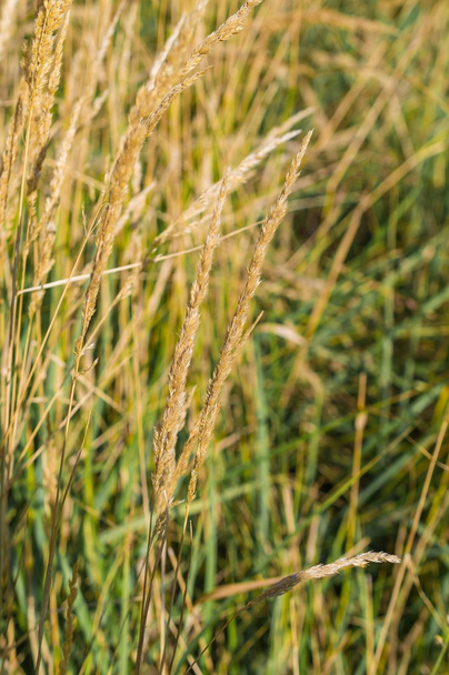Close up de grama silvestre dourada no pôr do sol
 - Foto, Imagem