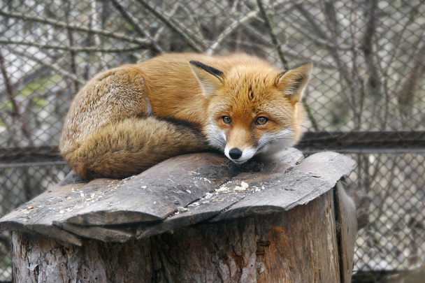 červená liška v zoo - Fotografie, Obrázek
