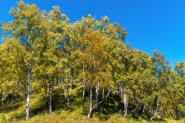 Yellow birches in the autumn forest - Fotoğraf, Görsel