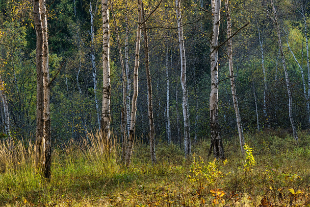 Yellow birches in the autumn forest - Fotografie, Obrázek