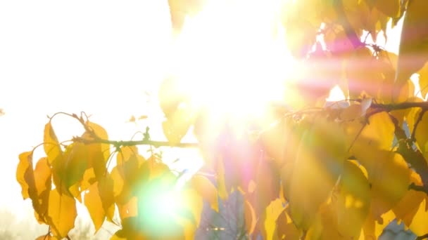 Sol brillando a través de hojas de otoño
 - Imágenes, Vídeo