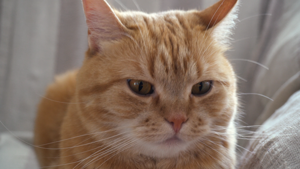 rote Katze liegt versteckt unter ihren Beinen - Filmmaterial, Video