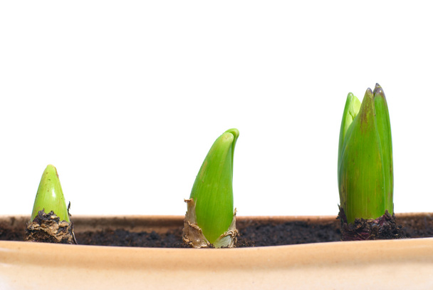 Tres plantas en crecimiento
 - Foto, imagen