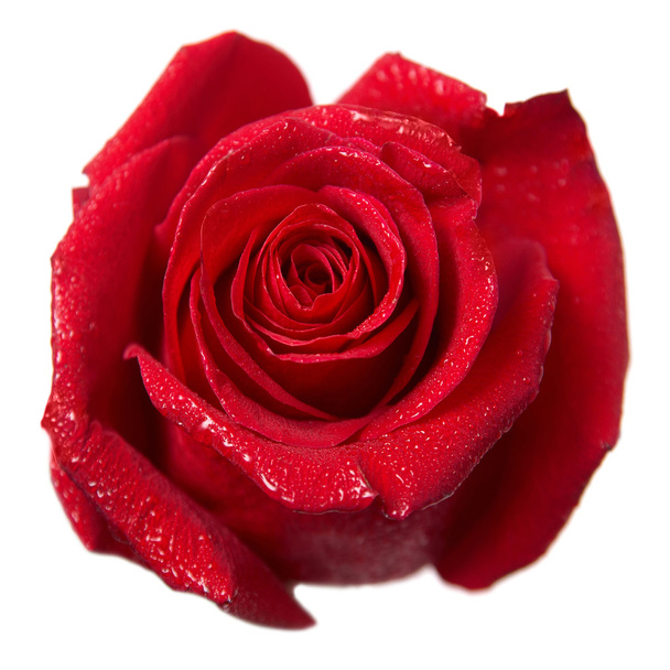 Vörös rózsa - Fotó, kép