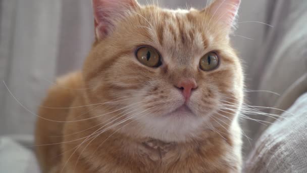 Gruby czerwony kot spoczywa Close up - Materiał filmowy, wideo