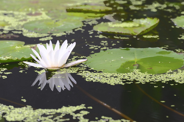 Lotus flower white color - Photo, Image